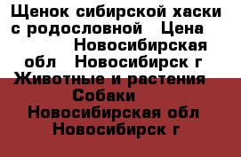 Щенок сибирской хаски с родословной › Цена ­ 15 000 - Новосибирская обл., Новосибирск г. Животные и растения » Собаки   . Новосибирская обл.,Новосибирск г.